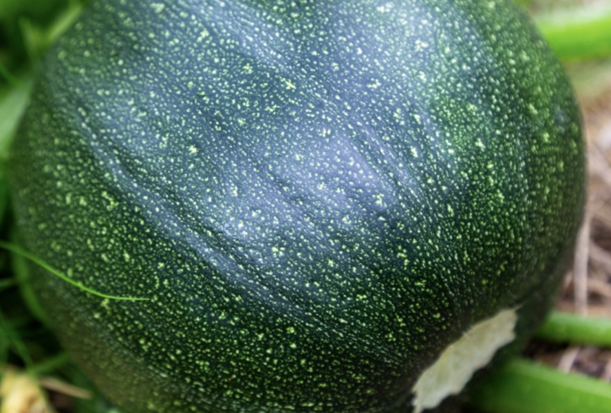 Cuketa 'Tondo di Piacenza' - Cucurbita pepo v. giromontina 'Tondo di Piacenza'