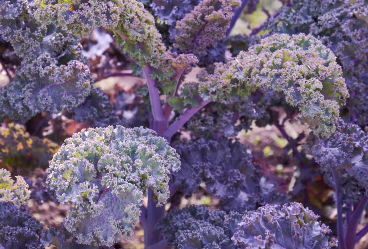 Kadeřávek 'Scarlet' - Brassica oleracea var.sabellica 'Scarlet'