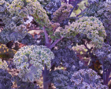 Kadeřávek 'Scarlet'