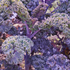 Brassica oleracea v.sabellica 'Scarlet'.png