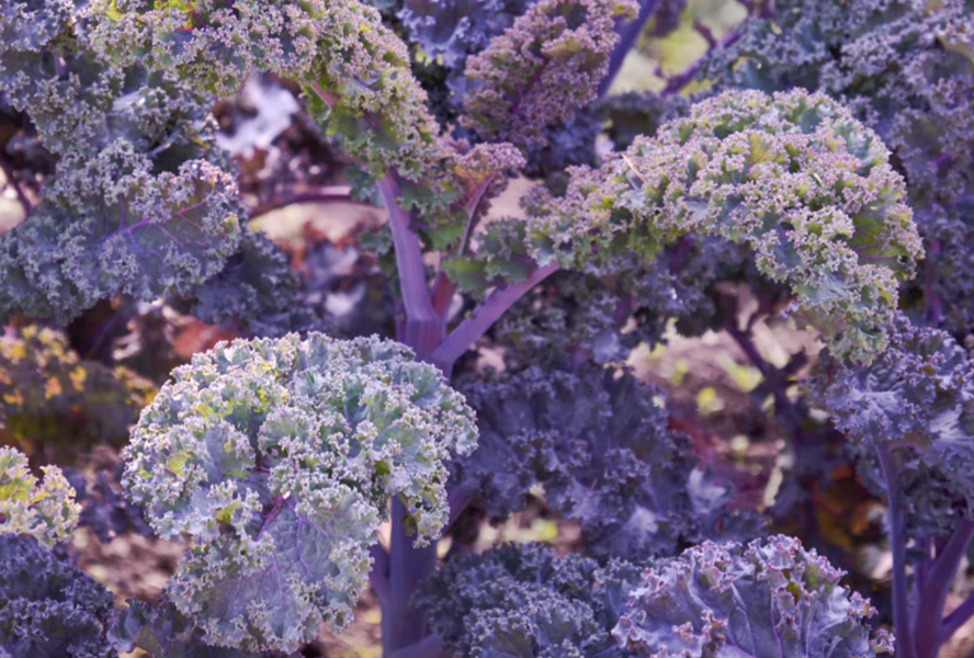 Kadeřávek 'Scarlet' - Brassica oleracea var.sabellica 'Scarlet'