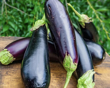 Lilek vejcoplodý balkonový 'Diamond Purple'