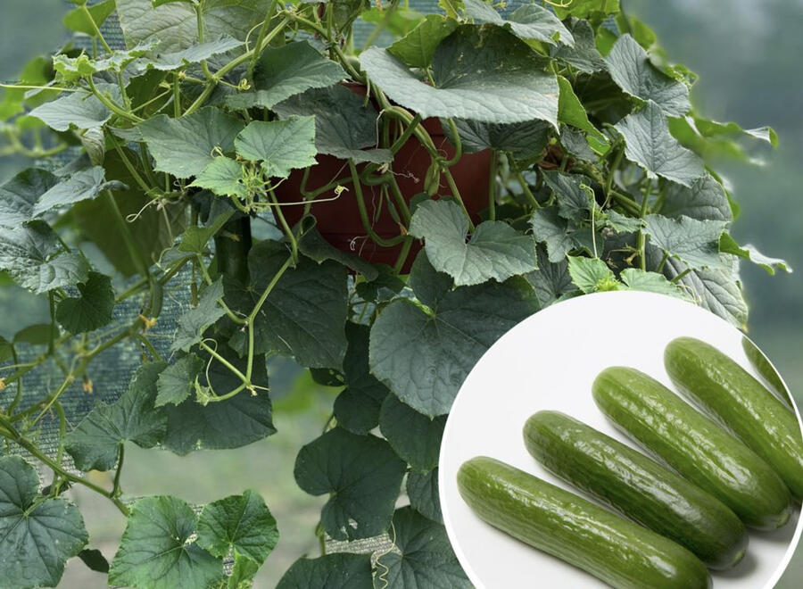 Okurka salátová balkonová 'Cascadini' - Cucumis sativus 'Cascadini F1'