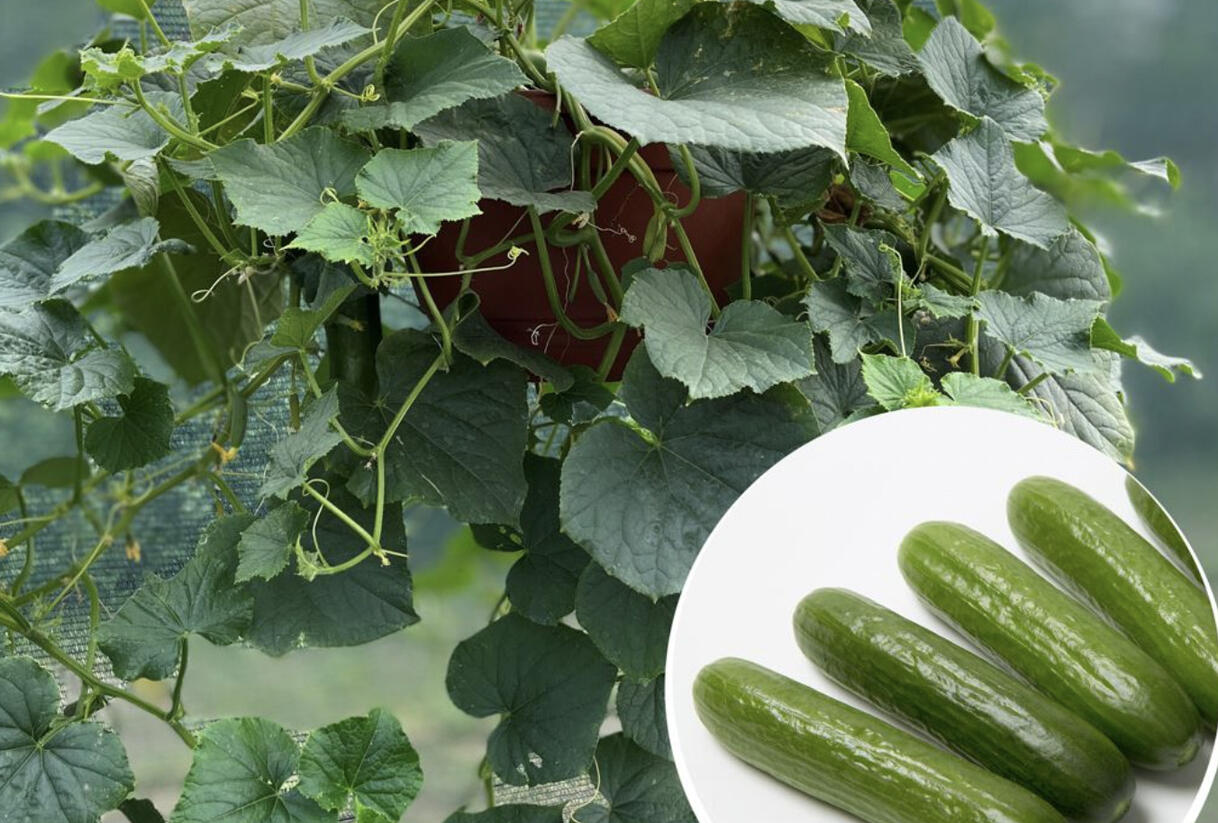 Okurka salátová balkonová 'Cascadini' - Cucumis sativus 'Cascadini F1'