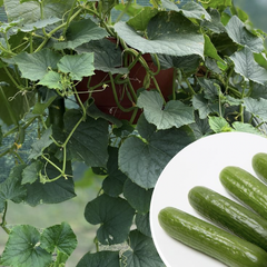 Okurka salátová balkonová 'Cascadini' - Cucumis sativus 'Cascadini F1'