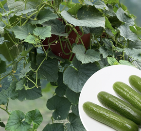 Okurka salátová balkonová 'Cascadini' - Cucumis sativus 'Cascadini F1'