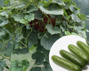 Okurka salátová balkonová 'Cascadini'