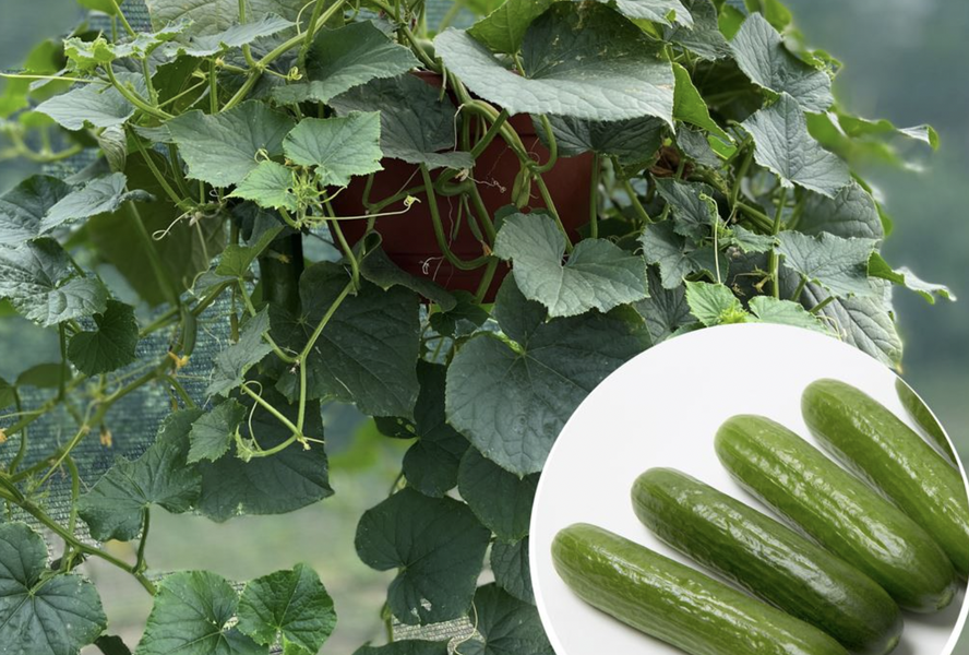 Okurka salátová balkonová 'Cascadini' - Cucumis sativus 'Cascadini F1'
