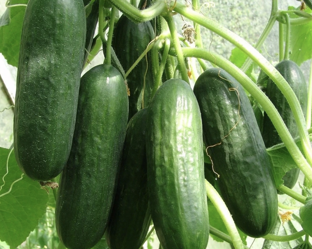 Okurka salátová skleníková 'Ponny F1' - Cucumis sativus 'Ponny F1'