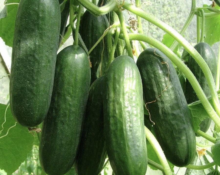 Okurka salátová skleníková 'Ponny F1' - Cucumis sativus 'Ponny F1'