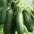 Okurka salátová skleníková 'Ponny F1' - Cucumis sativus 'Ponny F1'