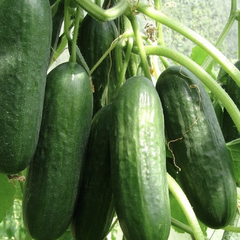 Okurka salátová skleníková 'Ponny F1' - Cucumis sativus 'Ponny F1'