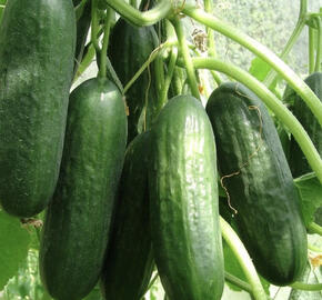 Okurka salátová skleníková 'Ponny F1'