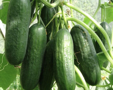 Okurka salátová skleníková 'Ponny F1'