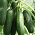 Cucumis sativus 'Ponny F1'.png