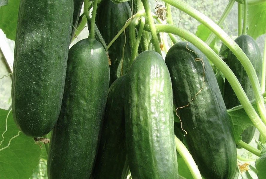 Okurka salátová skleníková 'Ponny F1' - Cucumis sativus 'Ponny F1'