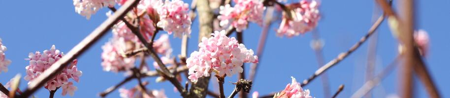 Viburnum bodnantense ''Dawn''_03