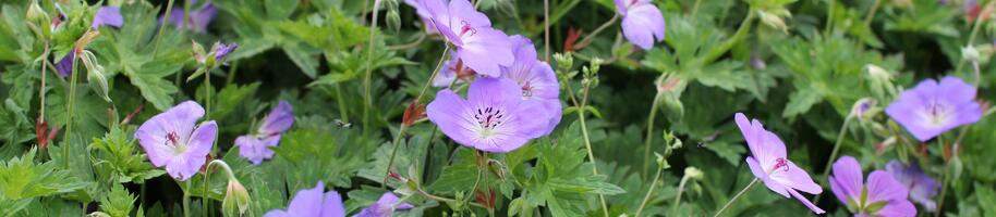 Geranium ''Rozanne''