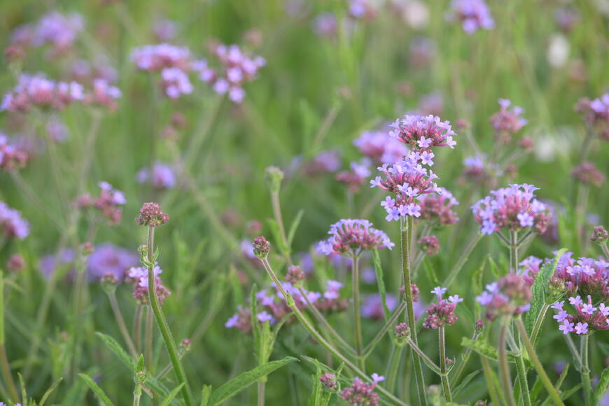 Verbena bonariensis ''Lollipop''