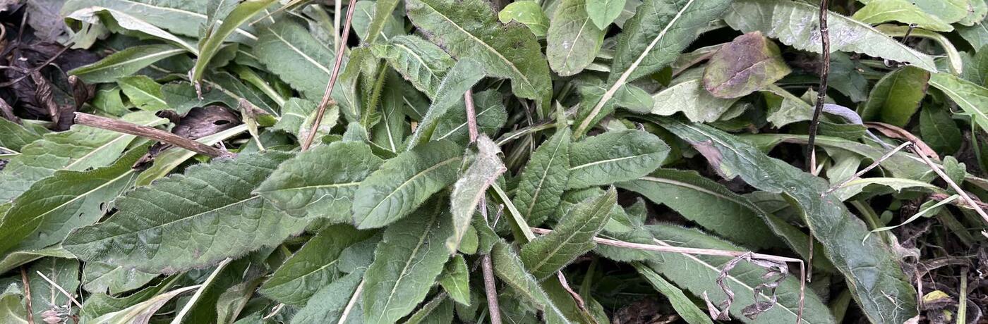 Tipy na stálezelené trvalky