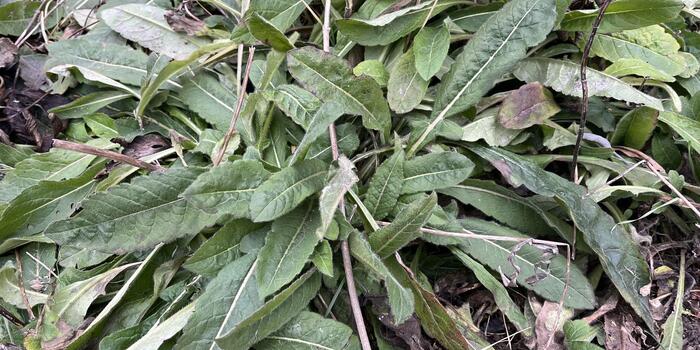 Tipy na stálezelené trvalky