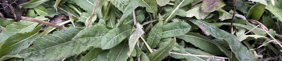 Tipy na stálezelené trvalky