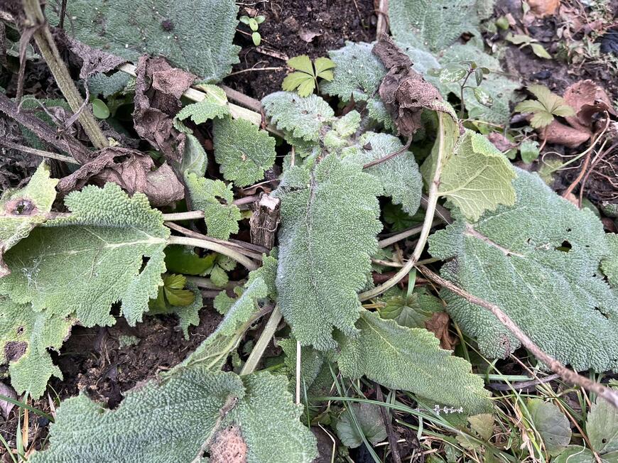 Šalvěj muškátová