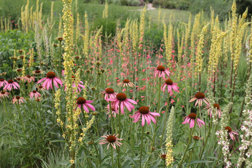 Dendrologická zahrada