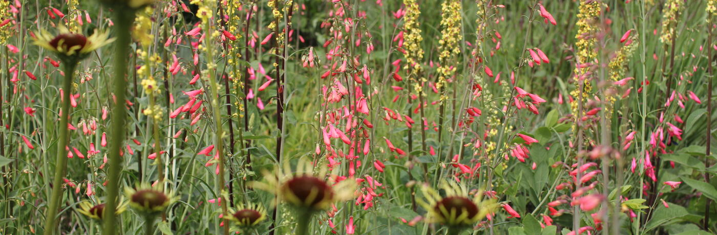 Dendrologická zahrada