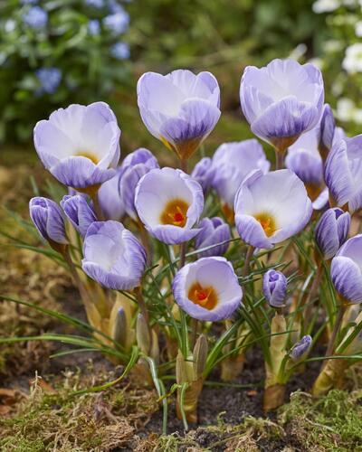 Krokus, šafrán zlatý 'Blue Marlin'® - Crocus chrysanthus 'Blue Marlin'®