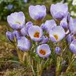 Krokus, šafrán zlatý 'Blue Marlin'® - Crocus chrysanthus 'Blue Marlin'®