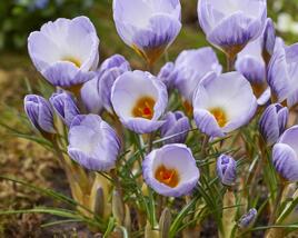 Krokus, šafrán zlatý 'Blue Marlin'®