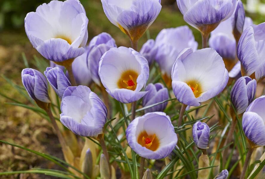 Krokus, šafrán zlatý 'Blue Marlin'® - Crocus chrysanthus 'Blue Marlin'®