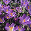 Krokus, šafrán Tommasiniho 'Barr's Purple' - Crocus tommasinianus 'Barr's Purple'