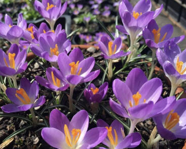 Krokus, šafrán Tommasiniho 'Barr's Purple'