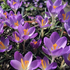 Crocus tommasinianus 'Barr's Purple'.png