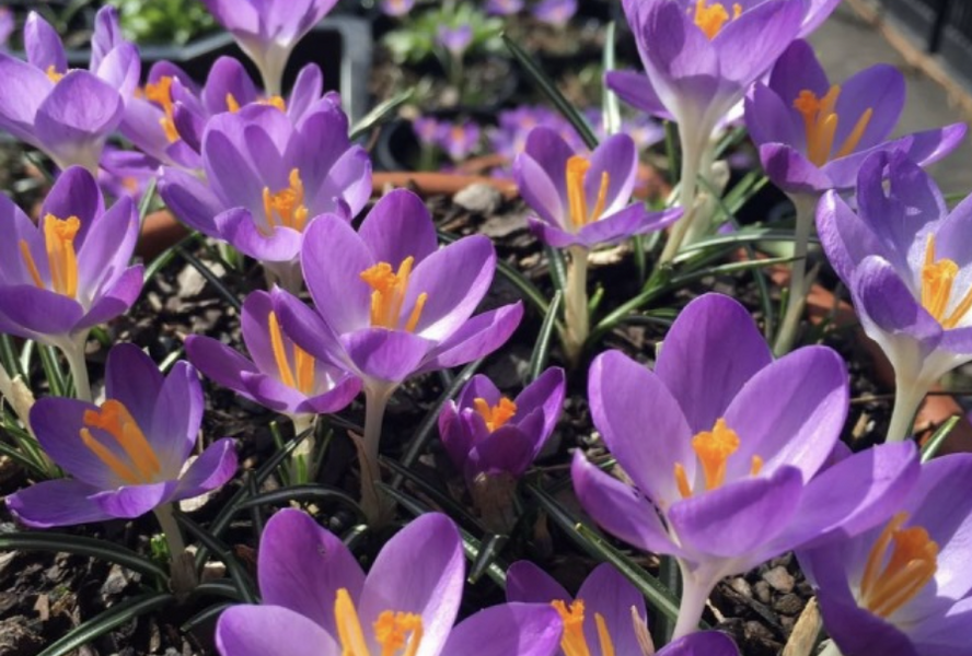 Krokus, šafrán Tommasiniho 'Barr's Purple' - Crocus tommasinianus 'Barr's Purple'