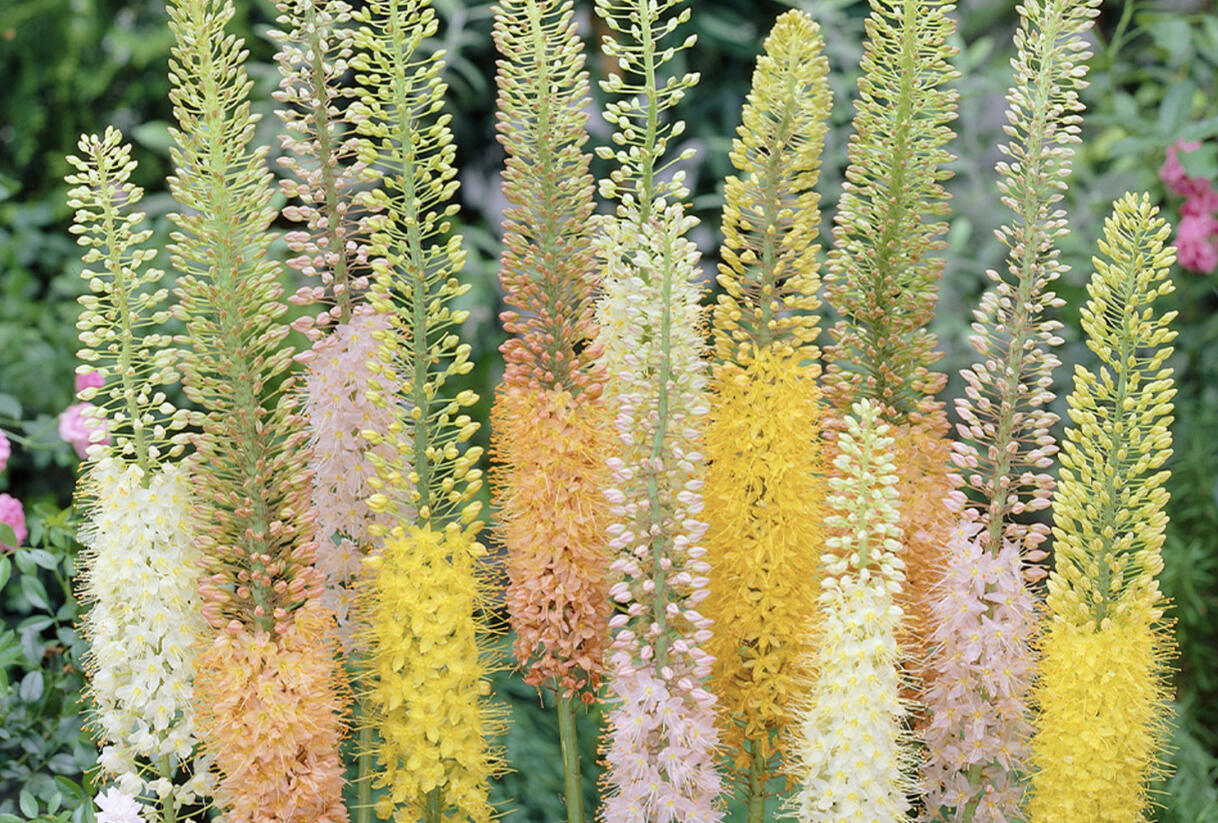 Liliochvostec 'Ruiter's Hybrids' - Eremurus isabellinus 'Ruiter's Hybrids'