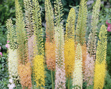 Liliochvostec 'Ruiter's Hybrids'