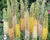 Liliochvostec 'Ruiter's Hybrids'