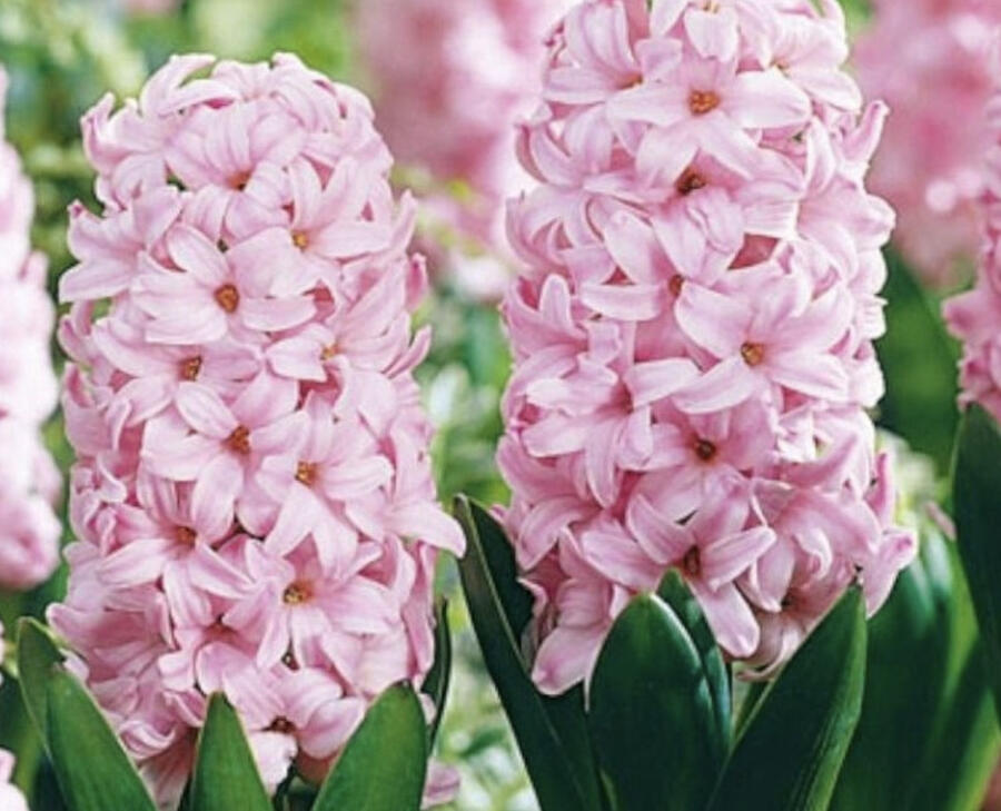 Hyacint 'Fondante' - Hyacinthus 'Fondante'