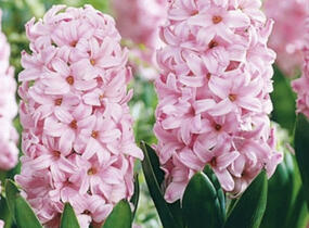 Hyacint 'Fondante' - Hyacinthus 'Fondante'
