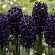 Hyacint 'Dark Dimension' - Hyacinthus 'Dark Dimension'