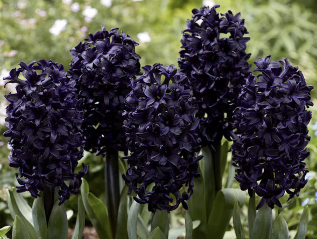 Hyacint 'Dark Dimension' - Hyacinthus 'Dark Dimension'