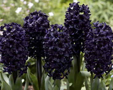 Hyacint 'Dark Dimension'