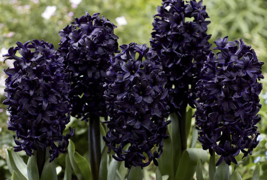 Hyacint 'Dark Dimension' - Hyacinthus 'Dark Dimension'