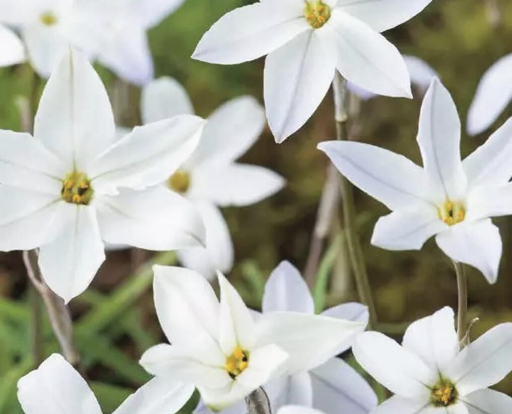 Ifejon 'Alberto Castilo' - Ipheion 'Alberto Castilo'