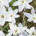 Ipheion 'Alberto Castillo'.png