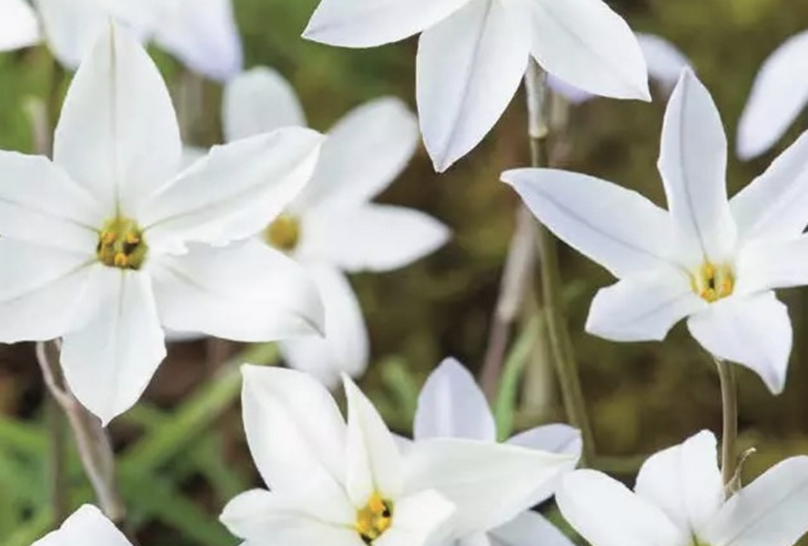 Ifejon 'Alberto Castilo' - Ipheion 'Alberto Castilo'