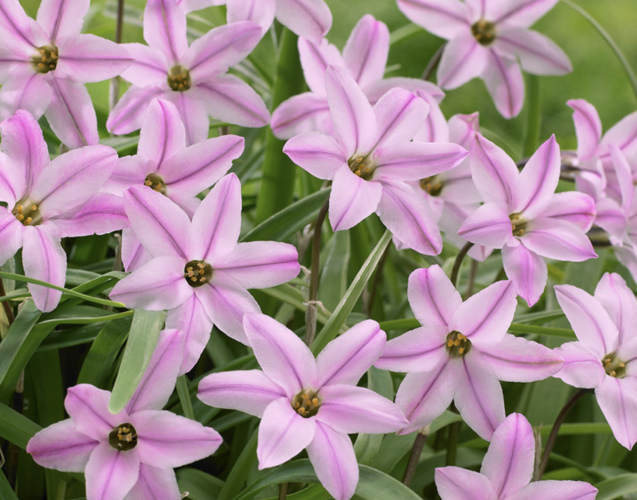 Ipheion 'Charlotte Bishop' - Ipheion 'Charlotte Bishop'